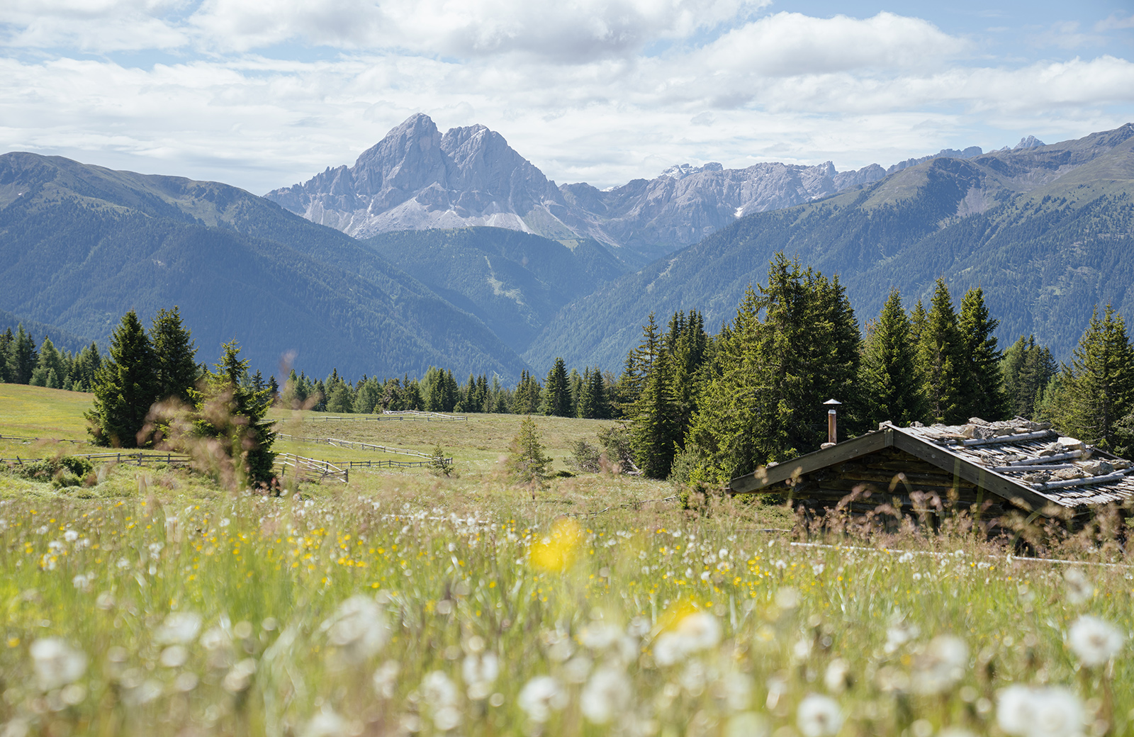 Panoramic view of the Dolomites and Val Pusteria from a flower meadow with a rustic hut.