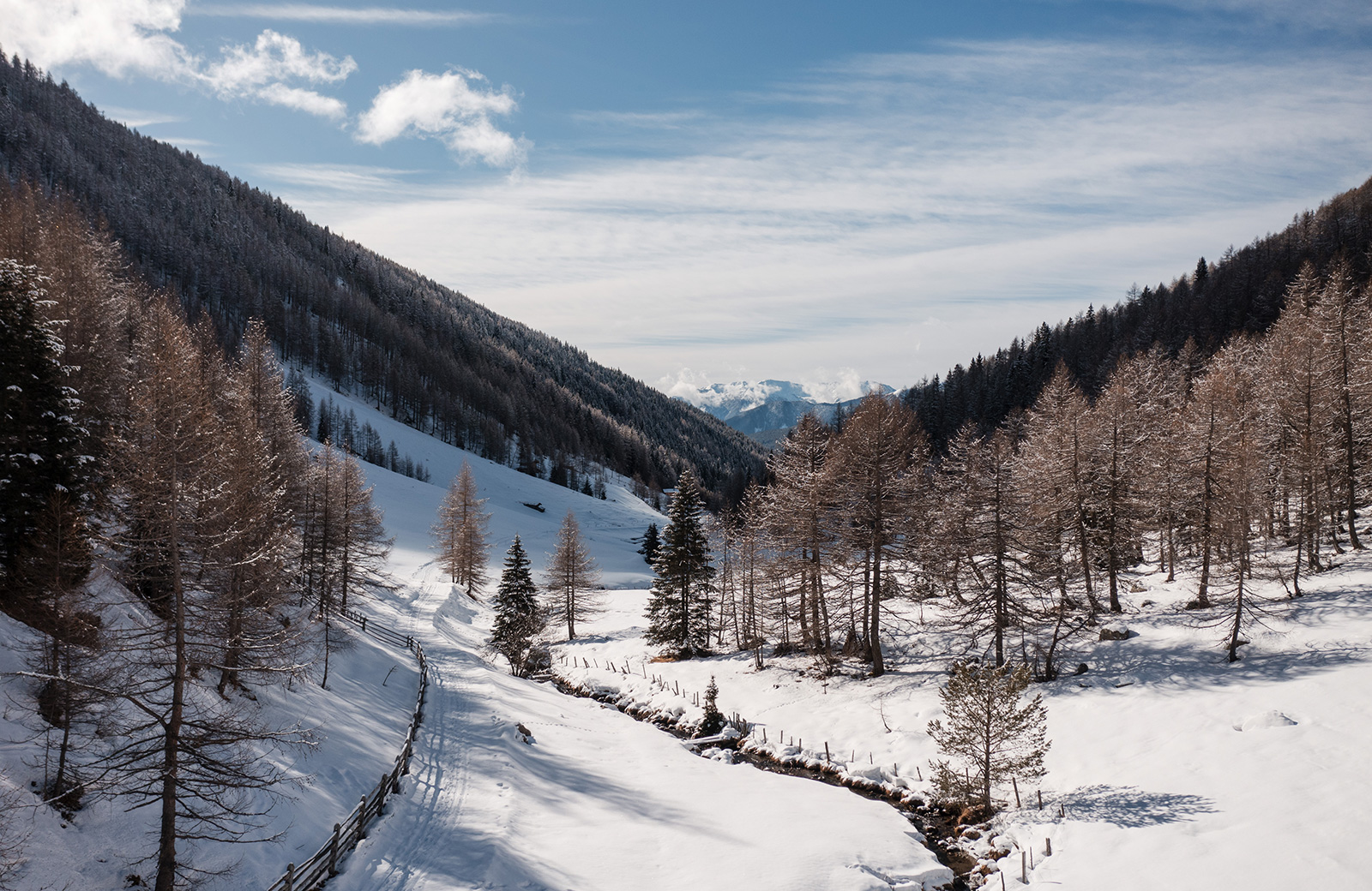 Snowy path between bare trees and conifers, with mountains and blue sky in the background, in Meransen, Puster Valley.